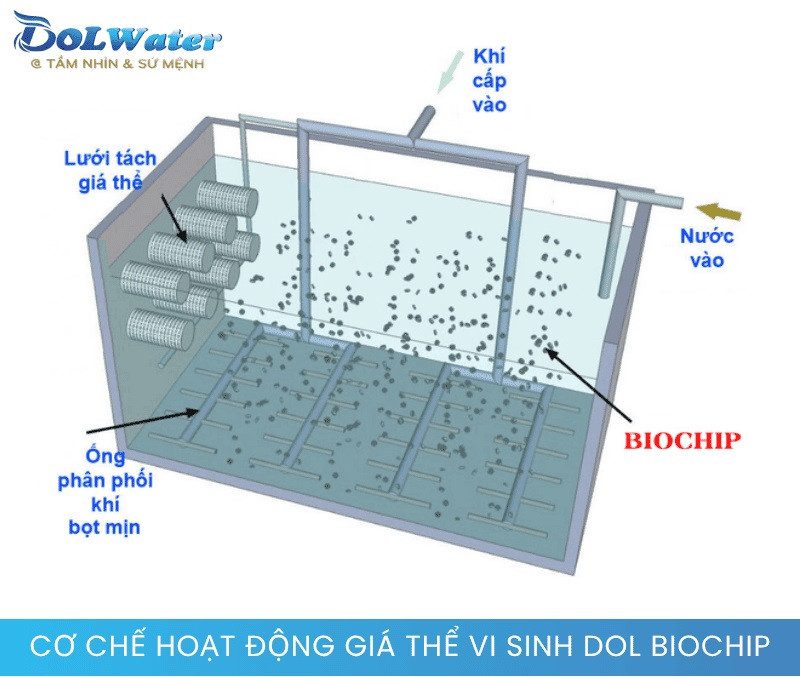 Cơ chế màng sinh học mật độ cao của hệ thống xử lý nước thải sinh hoạt 50m3/ Ngày đêm - Công nghệ BIOCHIP.